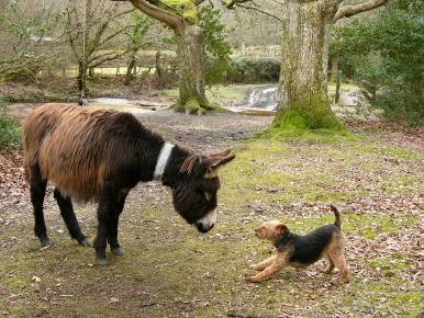 Forest Donkey
